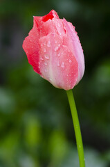 Canvas Print - A pink Tulip after the rain.