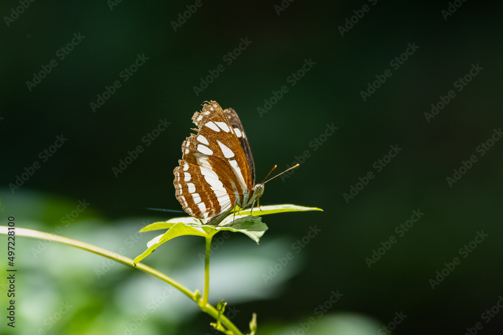 Bimalya Insect himalayn sergeant, Athyma opalina, butterfly Stock Photo | Adobe Stock
