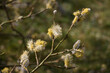 Goat willow, Salix caprea or pussy willow, male catkins blossoming in springtime