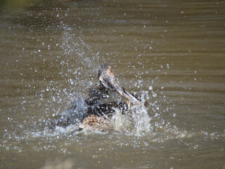 Sticker - Female duck splashing in brown water