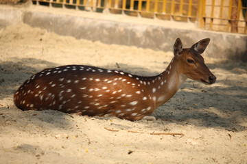 Portrait of a brown deer calf