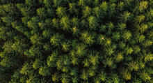 Aerial Top View Of Green Trees In Forest In Rural Germany. Drone