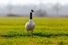Selective Focus Shot Of A Canadian Goose On A Green Field