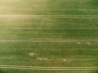 Wall Mural - Bird's-eye view of green plowed fields