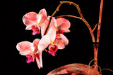 Fototapeta Storczyk - kwiat storczyka zaprezentowany w abstrakcyjny sposób