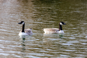 Wall Mural - Pair of beautiful Canadian geese swim on the lake