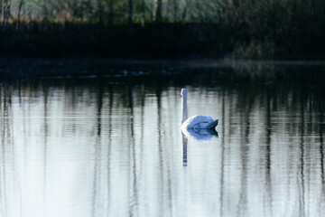 Wall Mural - Lonely white swan is floating on the river.