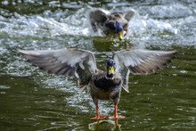 Two Male Mallard Ducks Chasing Each Other On The Lake