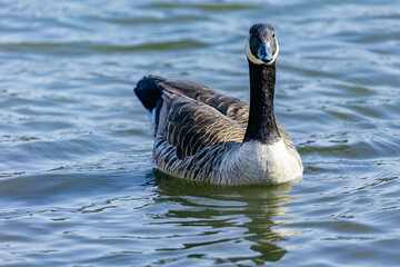 Sticker - Closeup of Canada goose swimming in the pond