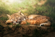 A Sleeping Bobcat (Lynx Rufus) Lying On The Sun