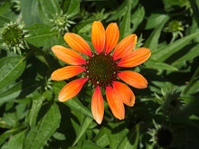 Closeup Of An Orange Coneflower Blooming Under The Bright Sunlight