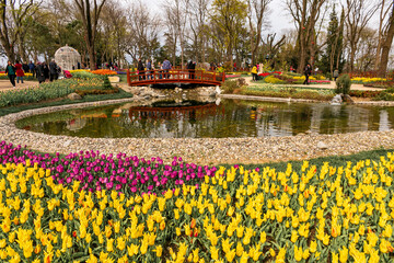 Wall Mural - colorful flowers in a garden of, Emirgan. Emirgan tulip festival, İstanbul.