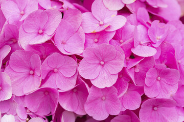 Wall Mural - Closeup shot of hydrangea