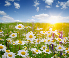 Wall Mural - field of daisy flowers