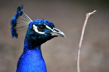 Wall Mural - Close-up portrait of a blue peacock