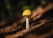 Closeup Shot Of A Gemmed Amanita On The Blurry Background