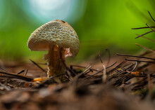 Closeup Shot Of A Mushroom On The Blurry Background