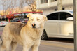© Полина Юстус - Street dog walks around in the city
