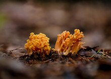 Closeup Shot Of Orange Fungus In The Woods On A Blurred Background
