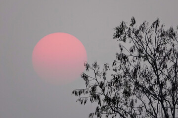 Sticker - Pink moon in the sky with a tree in the foreground