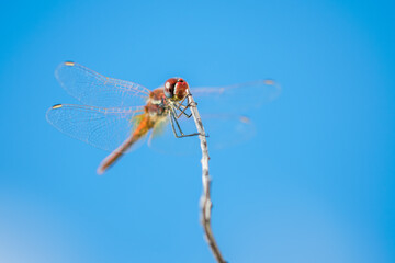 Wall Mural - A macro shot of a dragonfly resting on a twig with a blue sky background, near pond in Malta