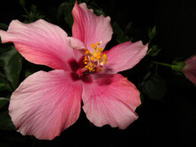 Closeup Shot Of A Hardy Hibiscus On The Blurry Background