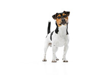 Studio Shot Of Cute Small Dog, Jack Russell Terrier Standing Isolated On White Background. Concept Of Motion, Pets Love, Animal Life.
