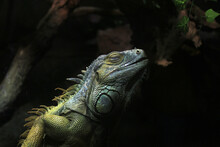 Closeup Of A Green Iguana In A Terrarium
