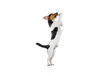 Full-length portrait of cute small dog, Jack Russell Terrier playing, jumping isolated on white background. Concept of motion, pets love, animal life.