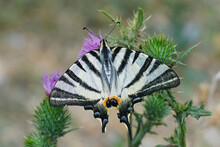 Closeup On A Scarce Swallowtail,Iphiclides Podalirius, Drinking Nectar With Open Wings
