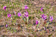 dogtooth violet wild flowers magenta spring erythronium meadow