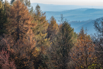 Wall Mural - Scenic view of autumn trees in Slovakia forest