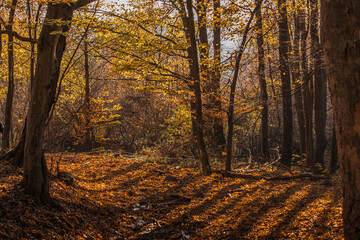 Wall Mural - pathway amidst autumn trees into the woods in slovakia