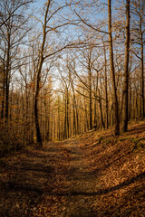 Wall Mural - Vertical shot of the pathway amidst autumn trees into the woods in Slovakia