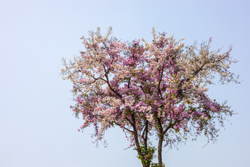 Wall Mural - A close-up view of the beautiful purple-white Lagerstroemia blooming.