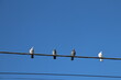 pigeons on a wire
