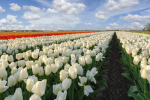 Landscape With Tulip Fields In The Beemster Polder, Amsterdam, Netherlands.
