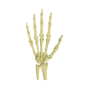 Hand Bone Vector flat design graphic 2d HD