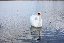 Profile Of White Swan On Blue Misty Lake