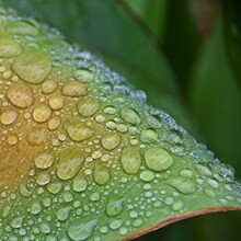 Close Up Of Raindrops On A Canna Lilly Leaf