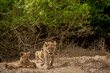 Lion cubs in the sand of a dry riverbed in the Kruger National Park, South Africa.