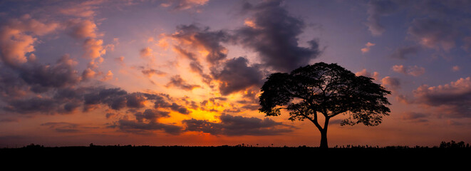 Wall Mural - panorama silhouette tree in africa with sunset.tree silhouetted against a setting sun.dark tree on o