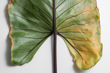 Close up of Alocasia Macrorrhiza Black Stem leaf turn yellow due to spider mites in isolated white background. Spider mites infest, pesticide needed.