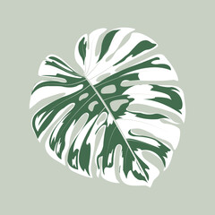 Vector Illustration of Monstera leaf  two colors white and green. spotted monstera leaves.