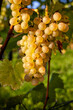 Reife Sauvignon Blanc Trauben in der Südsteiermark