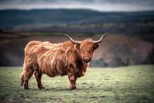 Scottish Highland Cows Grazing In The South Wales Countryside