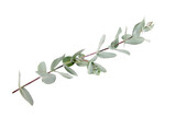 Fototapeta  - Eucalyptus foliage, branch with green leaves, floral decoration isolated on white