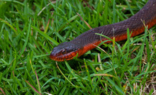 Red Bellied Snake Getting Close