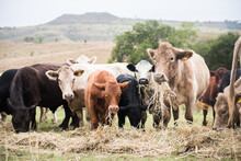 Cows Eating Hay In A Paddock