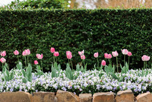 Green Hedge Behind Garden Of Pink Tulips